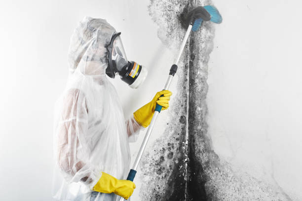 Best Industrial Mold Remediation  in Bertram, TX