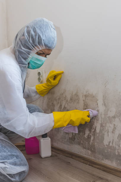 Best Mold Documentation for Insurance Claims  in Bertram, TX