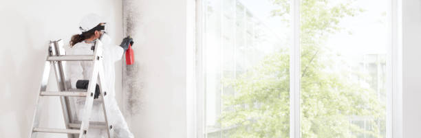 Reliable Bertram, TX Mold Removal Solutions