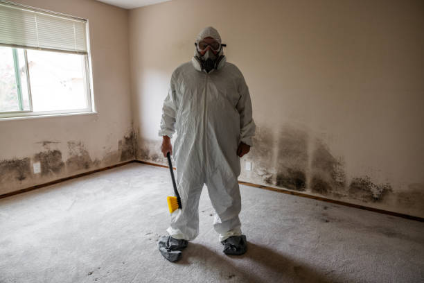 Best Attic Mold Removal  in Bertram, TX